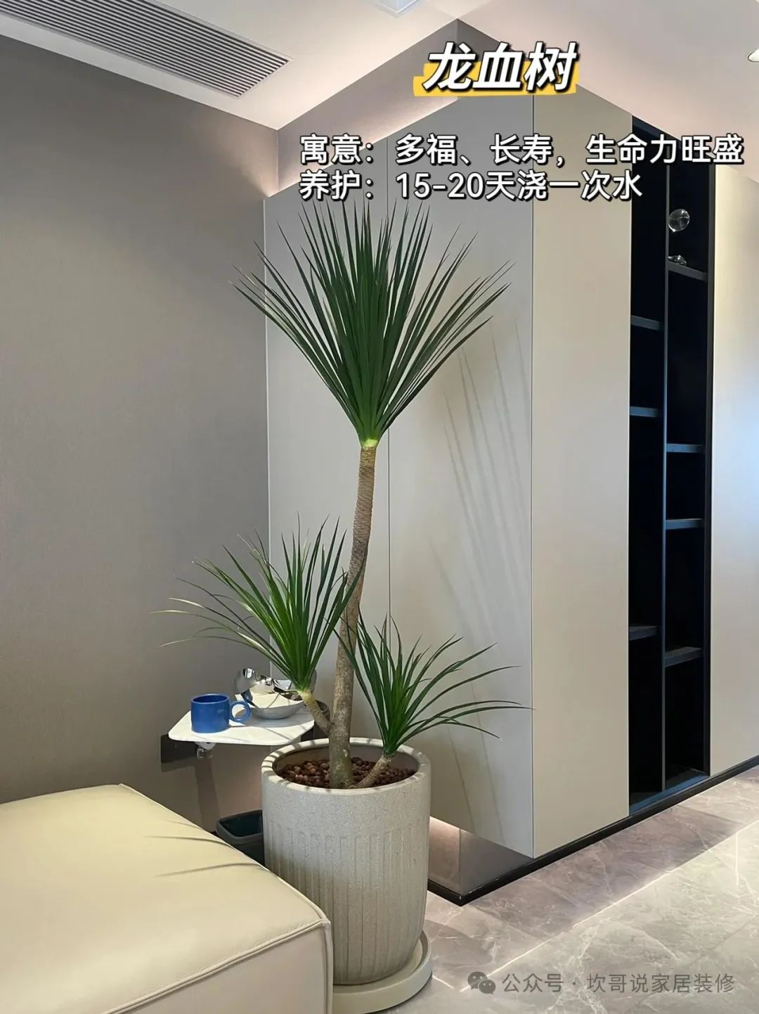 最適合懶人養(yǎng)的綠植_養(yǎng)綠植適合懶人養(yǎng)嗎_懶人養(yǎng)植物