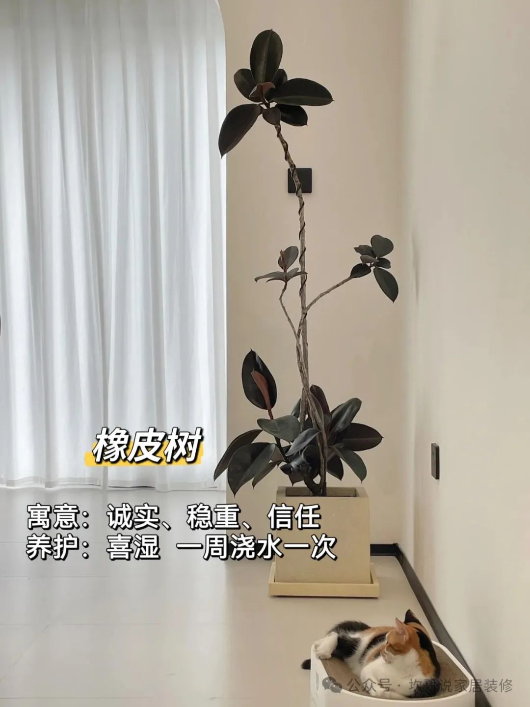 養(yǎng)綠植適合懶人養(yǎng)嗎_懶人養(yǎng)植物_最適合懶人養(yǎng)的綠植