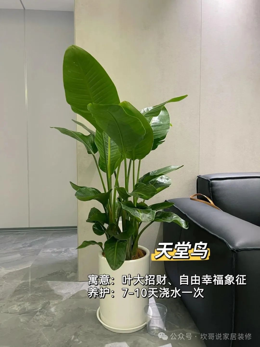 懶人養(yǎng)植物_最適合懶人養(yǎng)的綠植_養(yǎng)綠植適合懶人養(yǎng)嗎