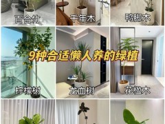 9種適合懶人，又好看的客廳綠植！第一眼就愛上它