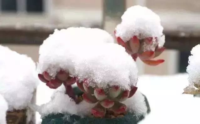 超耐寒多肉_耐高溫耐寒的多肉植物有哪些_耐高溫又耐寒的多肉