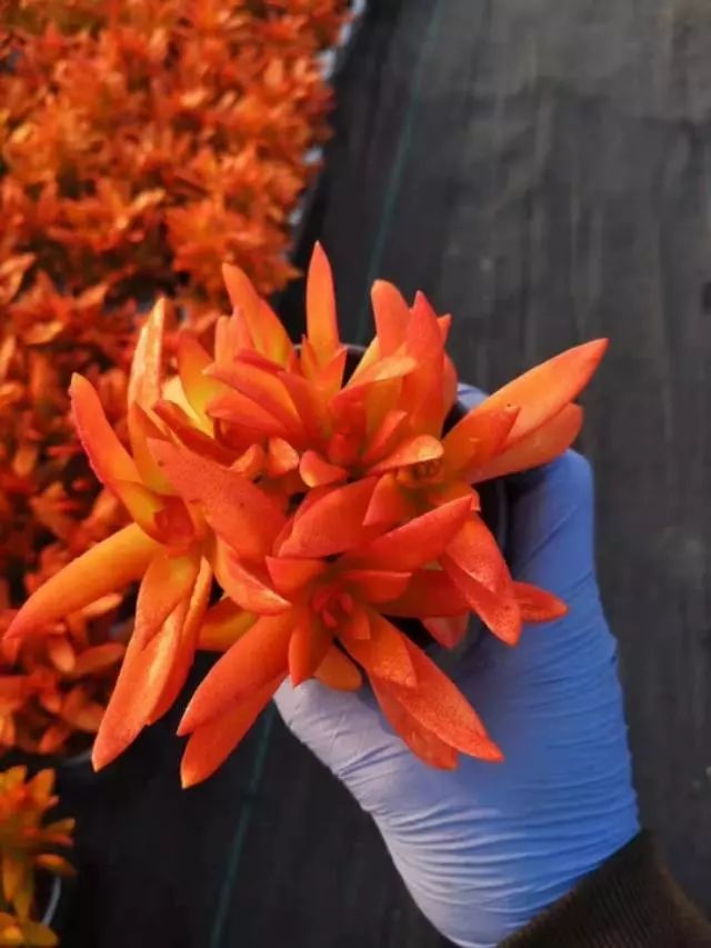 耐高溫耐寒的多肉植物有哪些_耐高溫又耐寒的多肉_超耐寒多肉