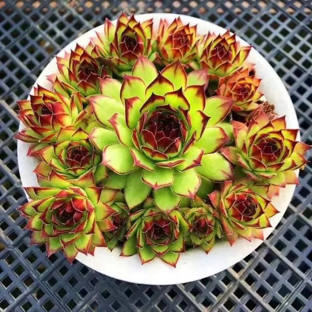 耐高溫又耐寒的多肉_超耐寒多肉_耐高溫耐寒的多肉植物有哪些