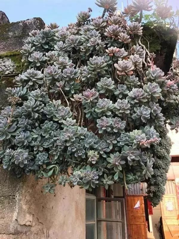 超耐寒多肉_耐高溫耐寒的多肉植物有哪些_耐高溫又耐寒的多肉