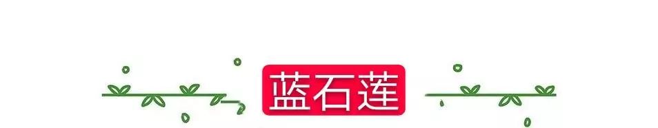 耐高溫耐寒的多肉植物有哪些_超耐寒多肉_耐高溫又耐寒的多肉