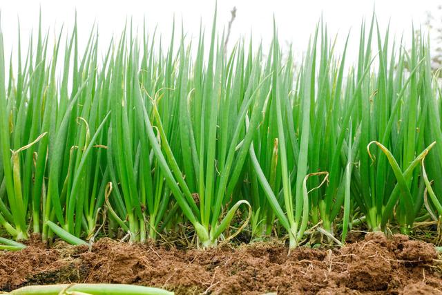 雨水蔬菜種植注意事項_雨水蔬菜種植方法_雨水種植什么蔬菜