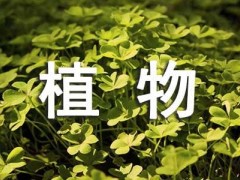 多肉植物觀察日記
