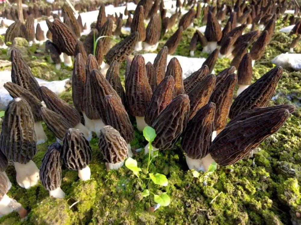 科技苑羊肚菌種植視頻_羊肚菌菌子種_羊肚菌種植方法和條件