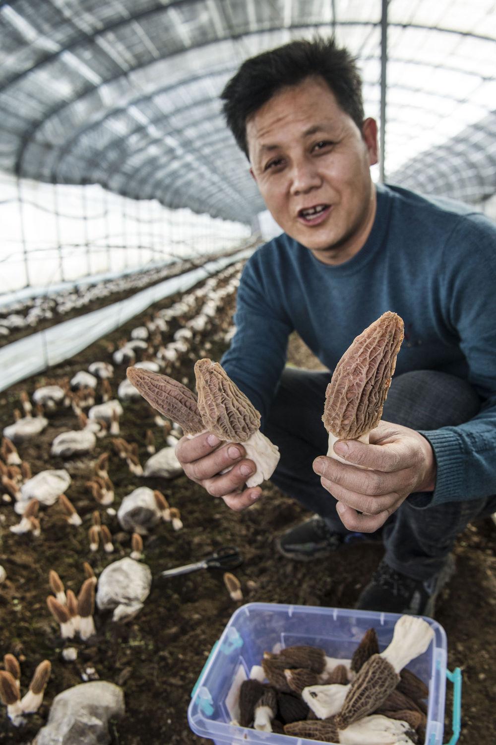 科技苑羊肚菌種植視頻_羊肚菌菌子種_羊肚菌種植方法和條件