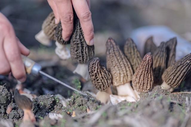 羊肚菌種植方法和條件_科技苑羊肚菌種植視頻_羊肚菌菌子種