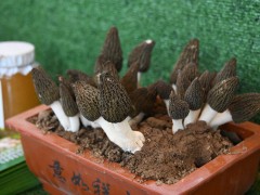 千元一斤的羊肚菌，怎么種出好的羊肚菌？人工種植技術教給你