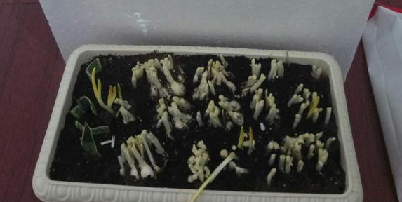 蒜黃的種植方法_蒜黃種植技術視頻教程_如何種植蒜黃