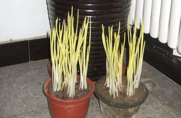 如何種植蒜黃_蒜黃的種植方法_蒜黃種植技術視頻教程