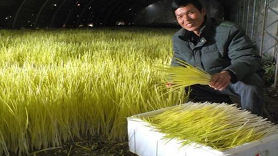 蒜黃的種植方法_蒜黃種植技術視頻教程_如何種植蒜黃