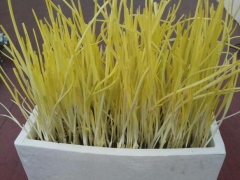 想吃蒜黃該怎么盆栽養殖？對照3點需求，輕松種植出健康美味