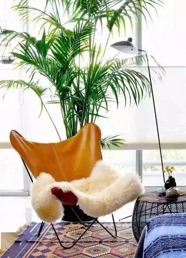 客廳養綠植適合放什么花_客廳適合養什么綠植_客廳養綠植適合什么花