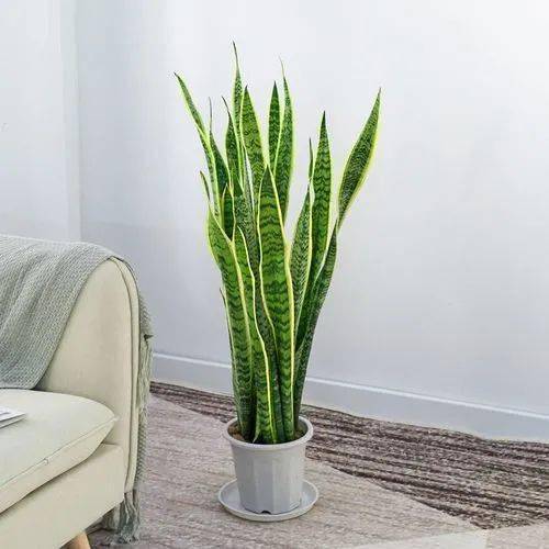 客廳養綠植適合什么花_客廳養綠植適合放什么花_客廳適合養什么綠植