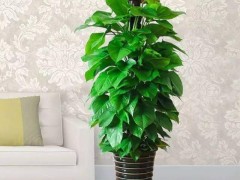 非常適合養在客廳的10種綠植，氣場十足顏值高！~