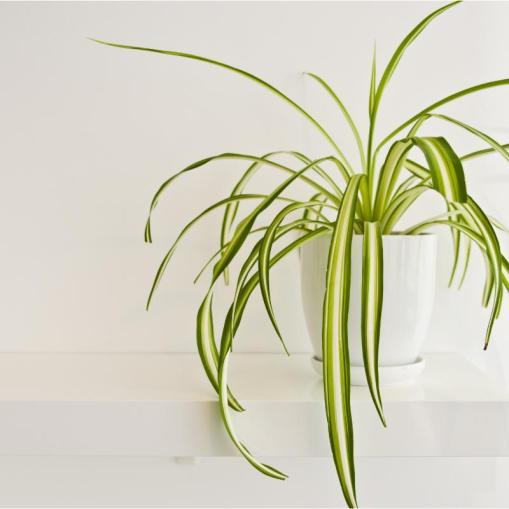 室內綠植凈化空氣_凈化室內空氣的綠植_凈化室內空氣綠植圖片