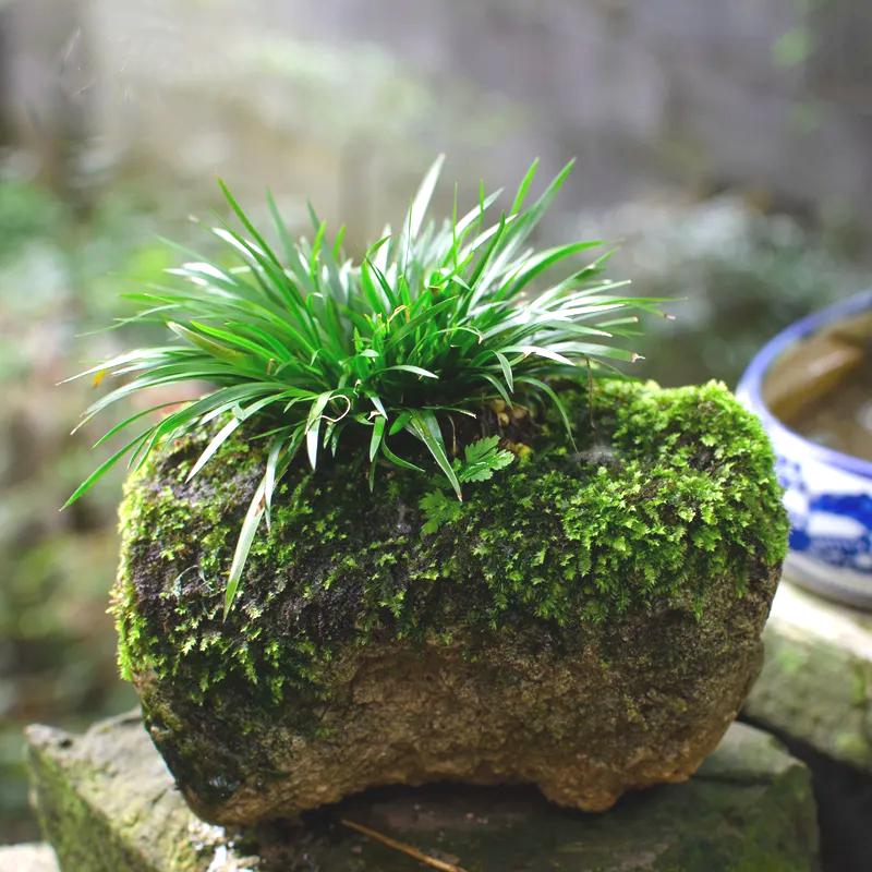 室內綠植凈化空氣_凈化室內空氣的綠植_凈化室內空氣綠植圖片