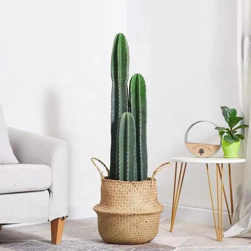 凈化室內空氣的綠植_凈化室內空氣綠植圖片_室內綠植凈化空氣