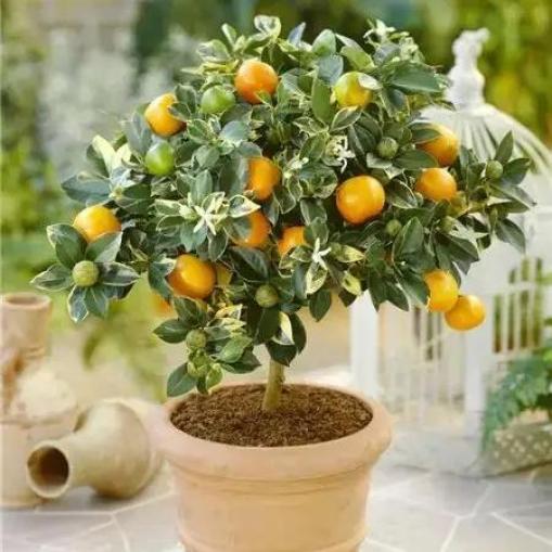 凈化室內空氣綠植圖片_室內綠植凈化空氣_凈化室內空氣的綠植