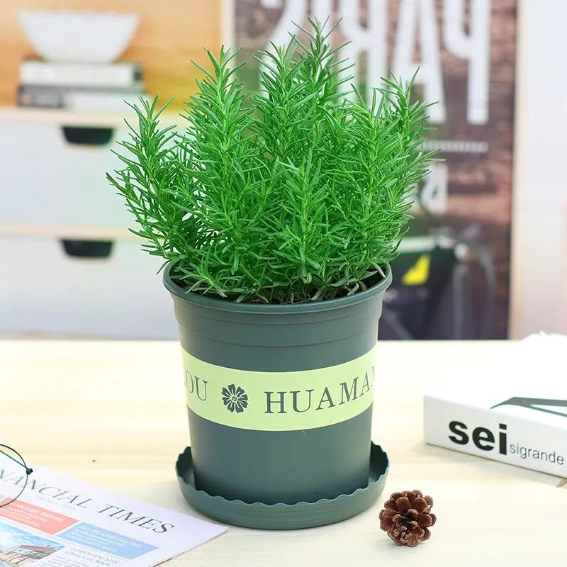 室內綠植凈化空氣_凈化室內空氣的綠植_凈化室內空氣綠植圖片