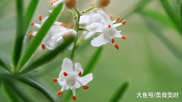 天冬藥材多少錢(qián)一斤_天冬藥材圖鑒別_泡藥材酒用什么藥材