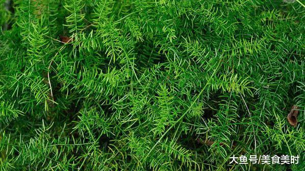 泡藥材酒用什么藥材_天冬藥材圖鑒別_天冬藥材多少錢(qián)一斤