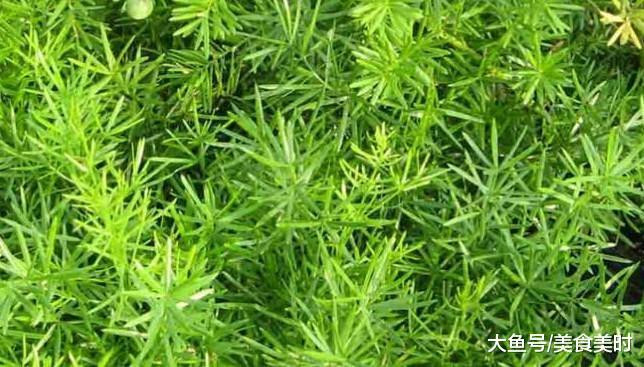 天冬藥材圖鑒別_泡藥材酒用什么藥材_天冬藥材多少錢(qián)一斤