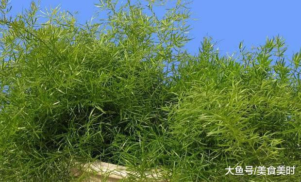 泡藥材酒用什么藥材_天冬藥材圖鑒別_天冬藥材多少錢(qián)一斤