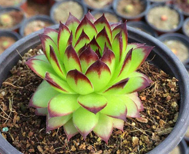 多肉花長(zhǎng)得像蟲(chóng)子_多肉像花似的是什么花_長(zhǎng)得像花的多肉