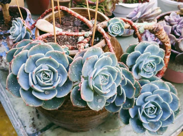 長(zhǎng)得像花的多肉_多肉花長(zhǎng)得像蟲(chóng)子_多肉像花似的是什么花