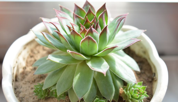 長(zhǎng)得像花的多肉_多肉像花似的是什么花_多肉花長(zhǎng)得像蟲(chóng)子