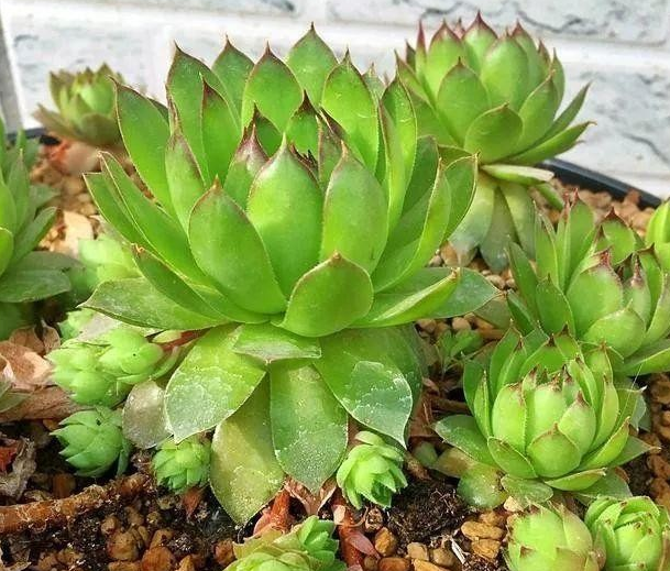 長(zhǎng)得像花的多肉_多肉花長(zhǎng)得像蟲(chóng)子_多肉像花似的是什么花