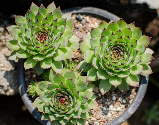 長(zhǎng)得像花的多肉_多肉花長(zhǎng)得像蟲(chóng)子_多肉像花似的是什么花