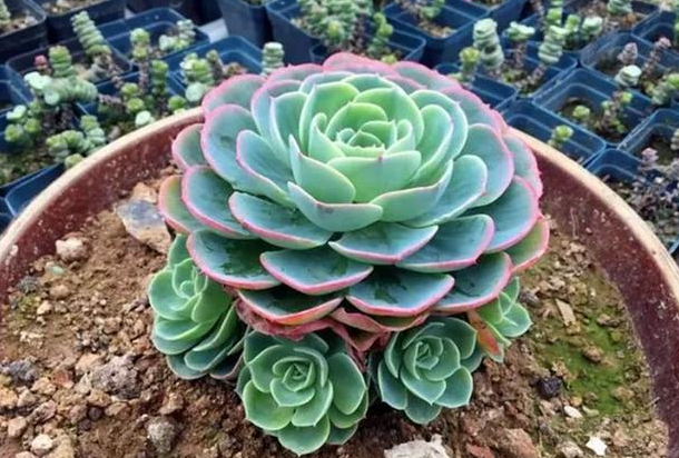 多肉花長(zhǎng)得像蟲(chóng)子_多肉像花似的是什么花_長(zhǎng)得像花的多肉