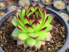 多肉觀音蓮、玉蝶，都長得像蓮花，生長習性卻差別這么多