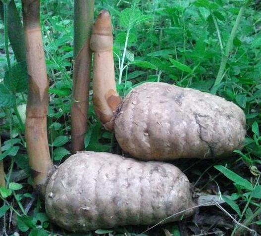 藥材功效天麻作用是什么_天麻藥材的功效與作用_的功效與作用天麻