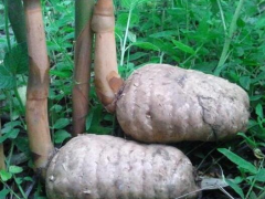 天麻是一種藥材，天麻具有改善腦及心肌的營養、增強機體免疫力