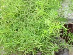 天門冬酒的功效與作用是什么呢 天門冬酒的效果