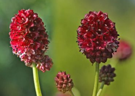 地榆是什么藥材_中藥地榆別名_中藥材地榆