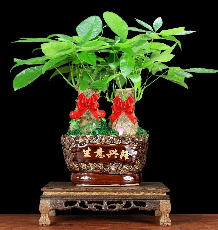 常見室內(nèi)綠植有哪些種類_常見室內(nèi)綠植有什么_常見的室內(nèi)綠植有哪些
