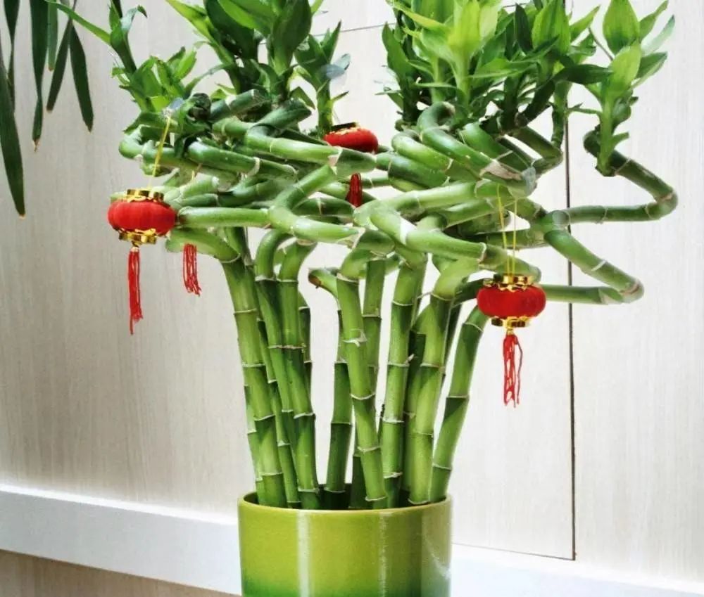 常見室內(nèi)綠植有什么_常見室內(nèi)綠植有哪些種類_常見的室內(nèi)綠植有哪些