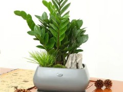 家里有人經商，這6種綠植一定要養，好看而且還能帶來好運！