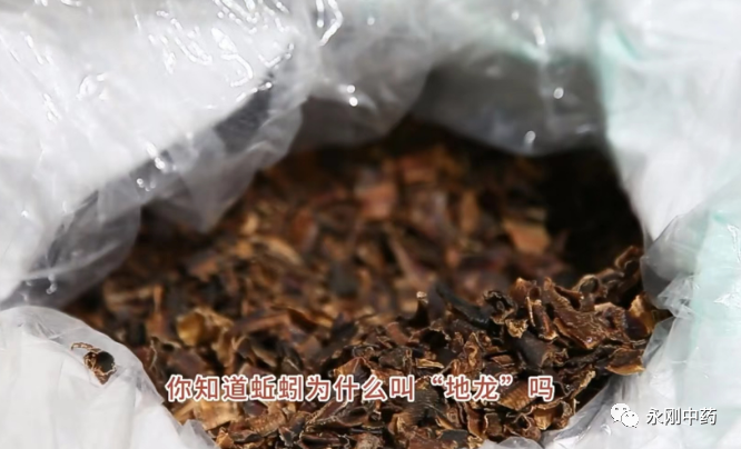 藥材地龍的功效與作用_藥材地龍是什么_地龍藥材