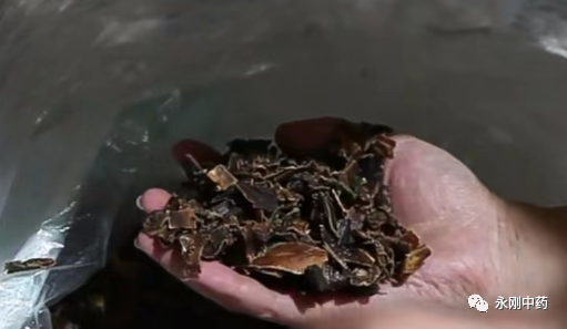 地龍藥材_藥材地龍的功效與作用_藥材地龍是什么