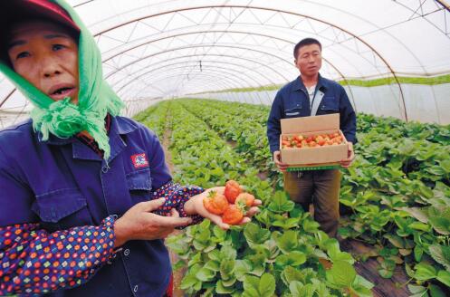 藍凡農藥有什么作用_藍色農藥殺菌劑_農藥藍色