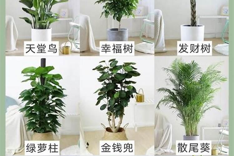 客廳綠植耐陰還是耐熱_客廳大型綠植耐陰_十大客廳耐陰綠植