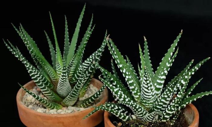 室內養品種多肉適合什么土壤_適合室內養的多肉品種_室內適合的多肉植物有